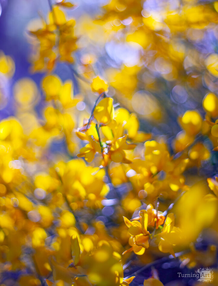 Yellow Flowers