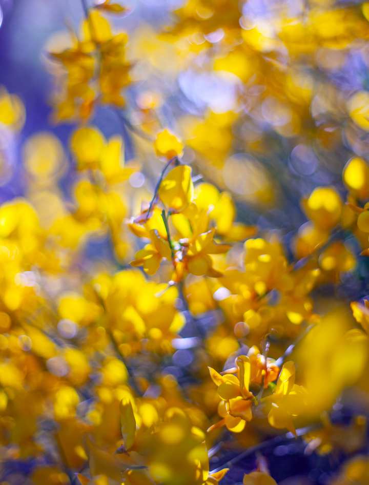 Yellow Flowers