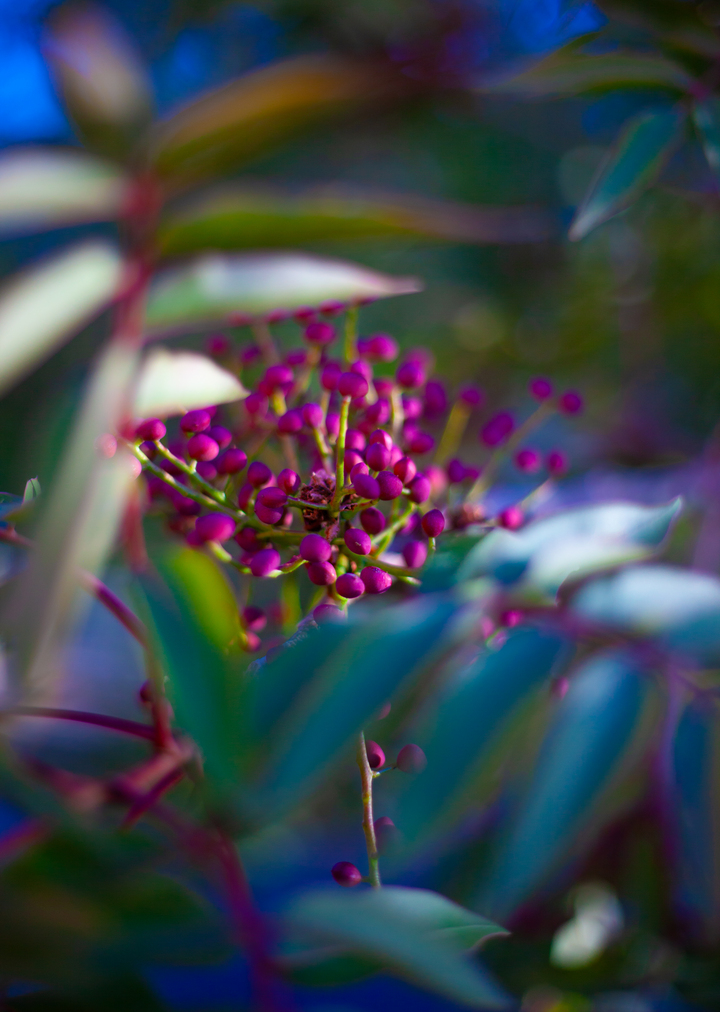 Budding Magenta