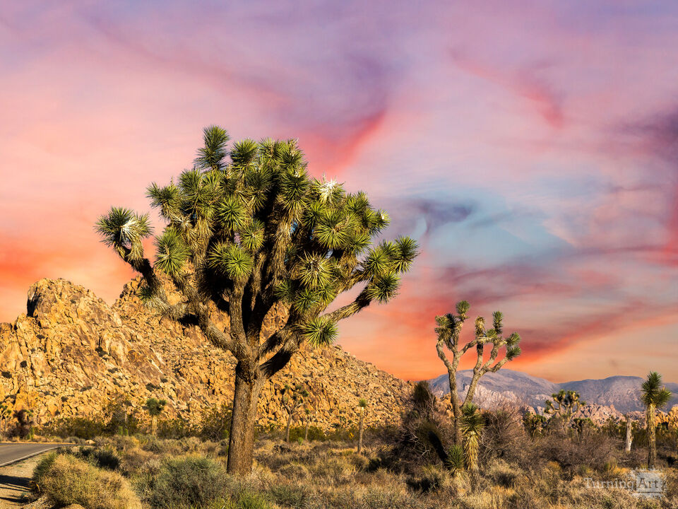 Glorious Nature - Joshua Tree NP