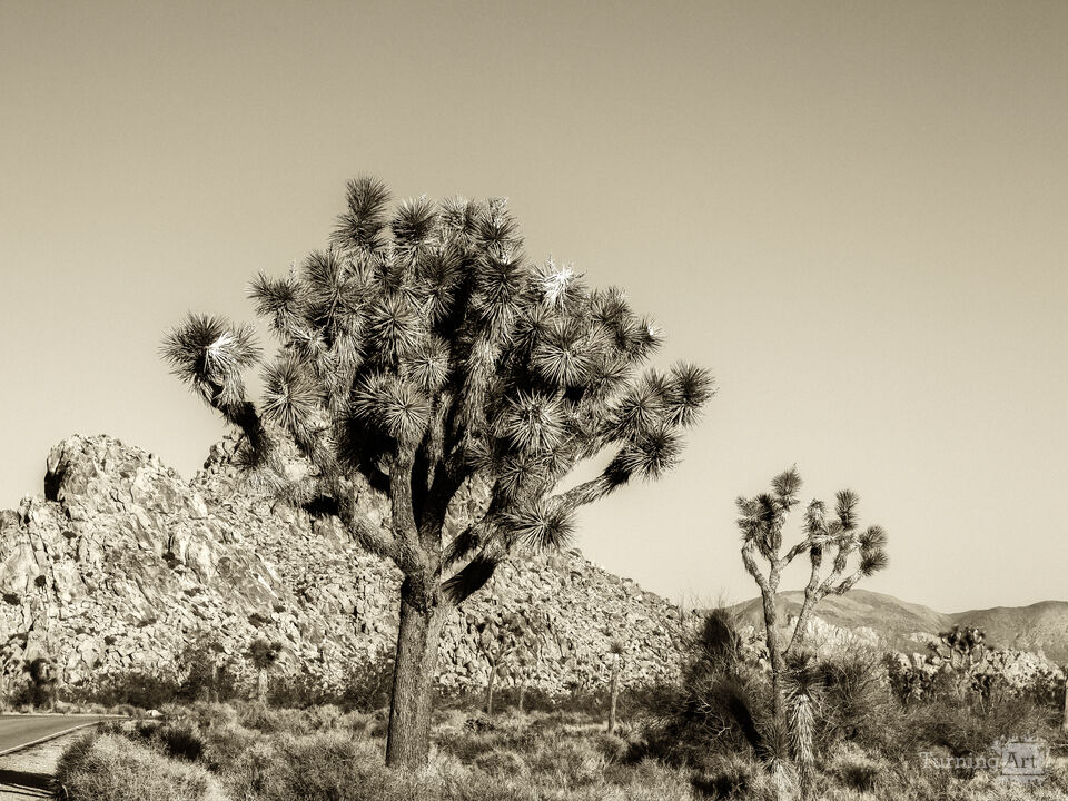 Sepia Stunner - Joshua Tree NP