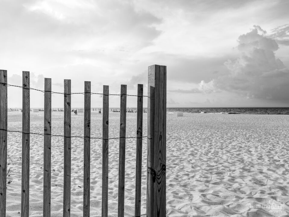 Orange Beach Morning By Sand Fence Grayscale