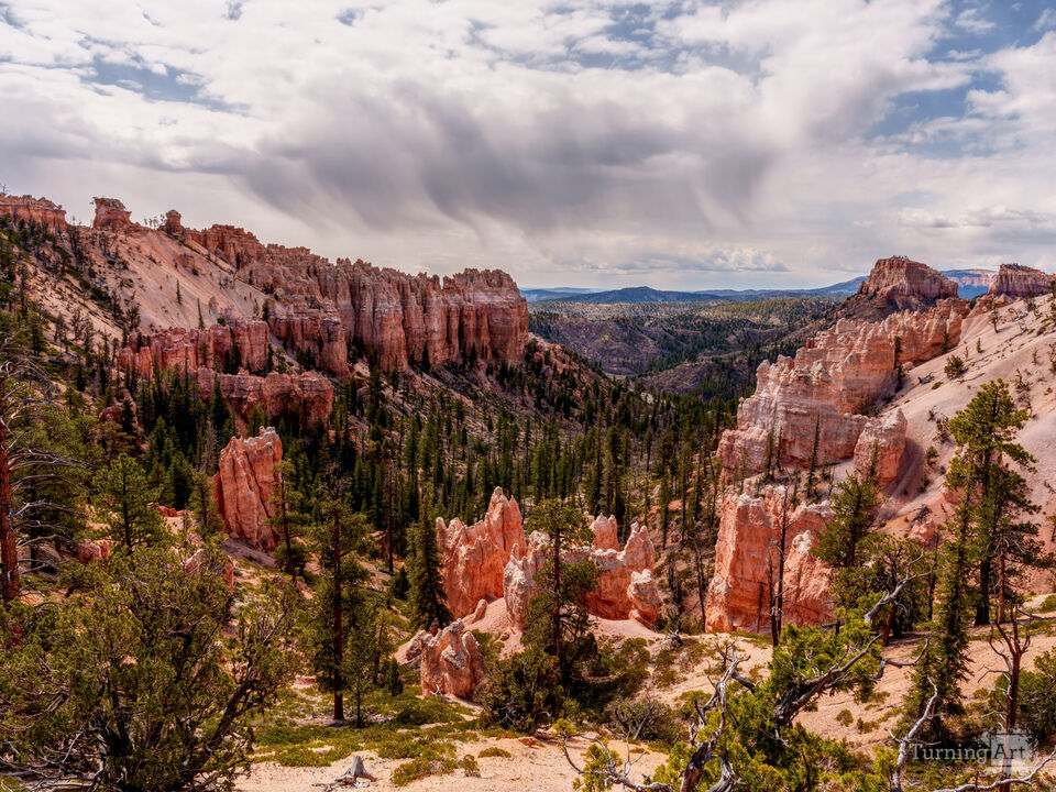 Bryce Swamp Canyon Overlook