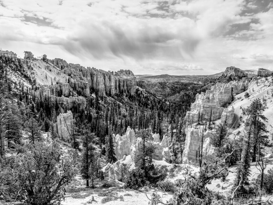 Bryce Swamp Canyon Overlook Grayscale