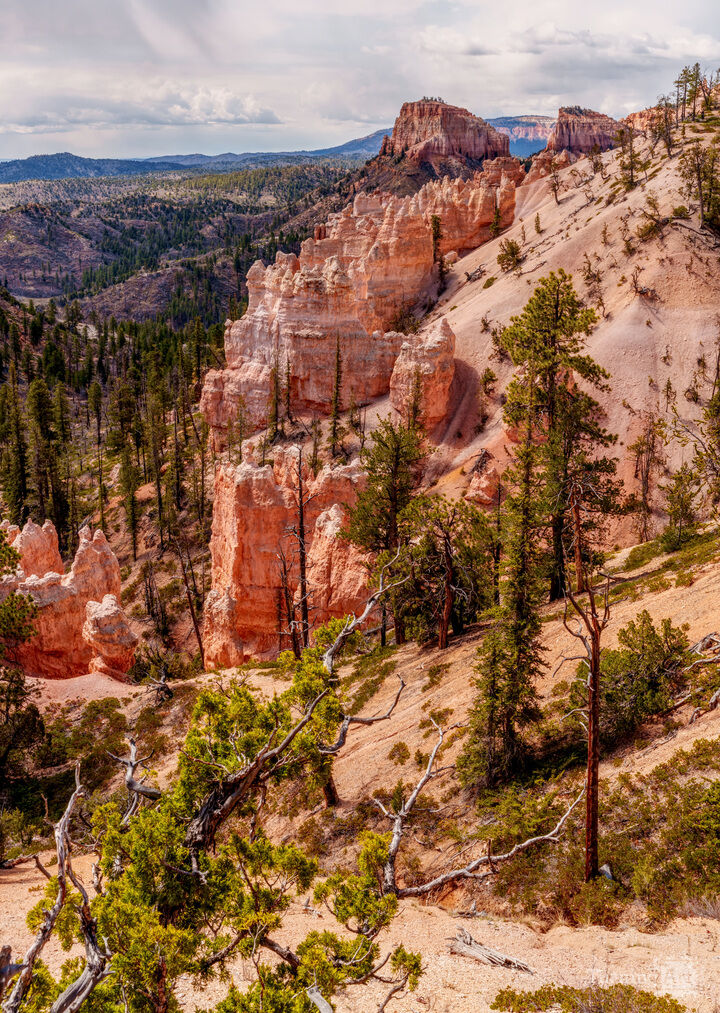 Bryce Swamp Canyon Overlook Vertical