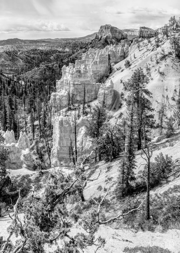 Bryce Swamp Canyon Overlook Vertical Grayscale