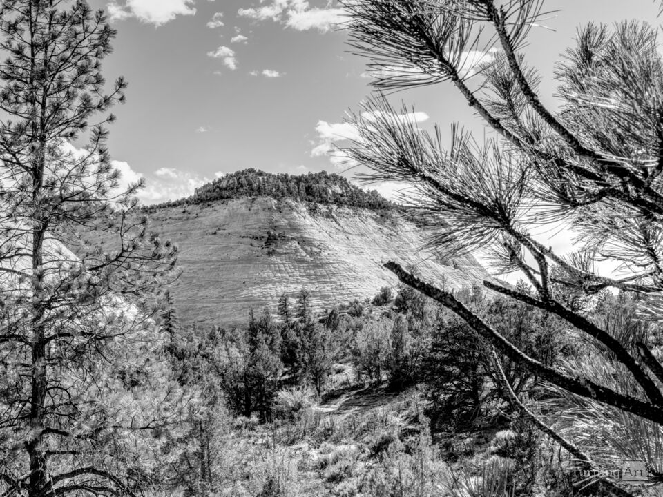 Zion Crazy Quilt Mesa Grayscale