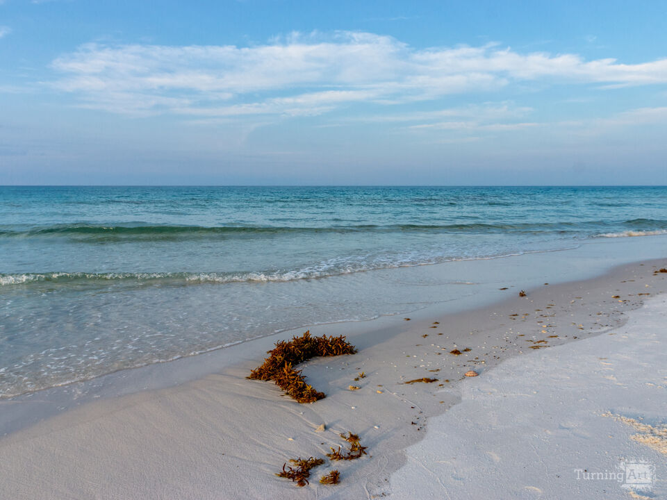 Seaweed On Emerald Coast