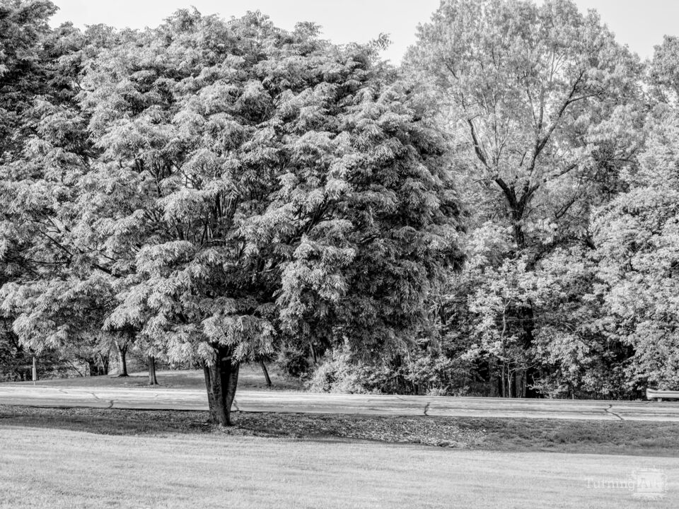 American Ash Tree Grayscale