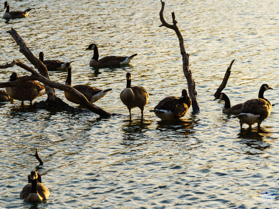 Branson Missouri Geese At Sunset