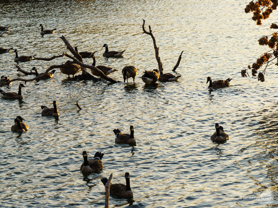 Geese Sunset Gathering Table Rock Lake