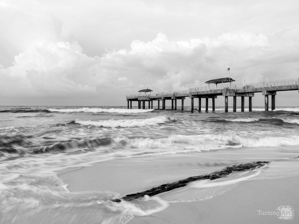 Alabama Gulf Driftwood Morning Grayscale