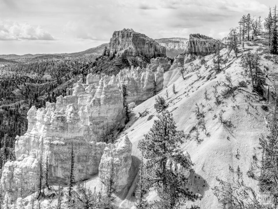 Swamp Canyon Overlook Bryce Grayscale