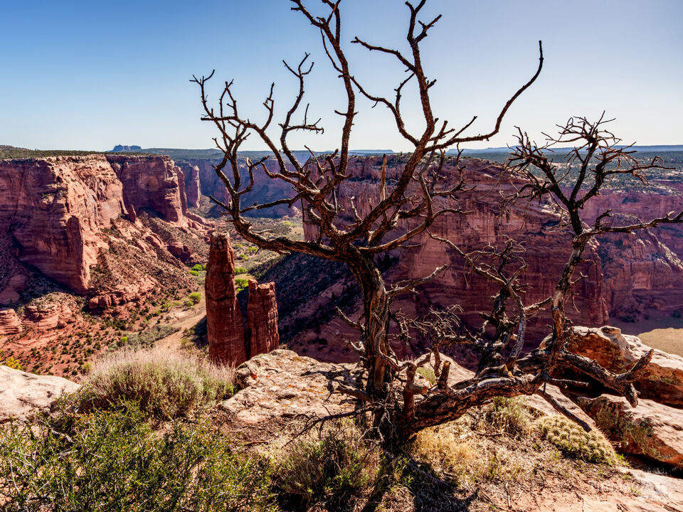 Juniper On Canyon de Chelly Edge