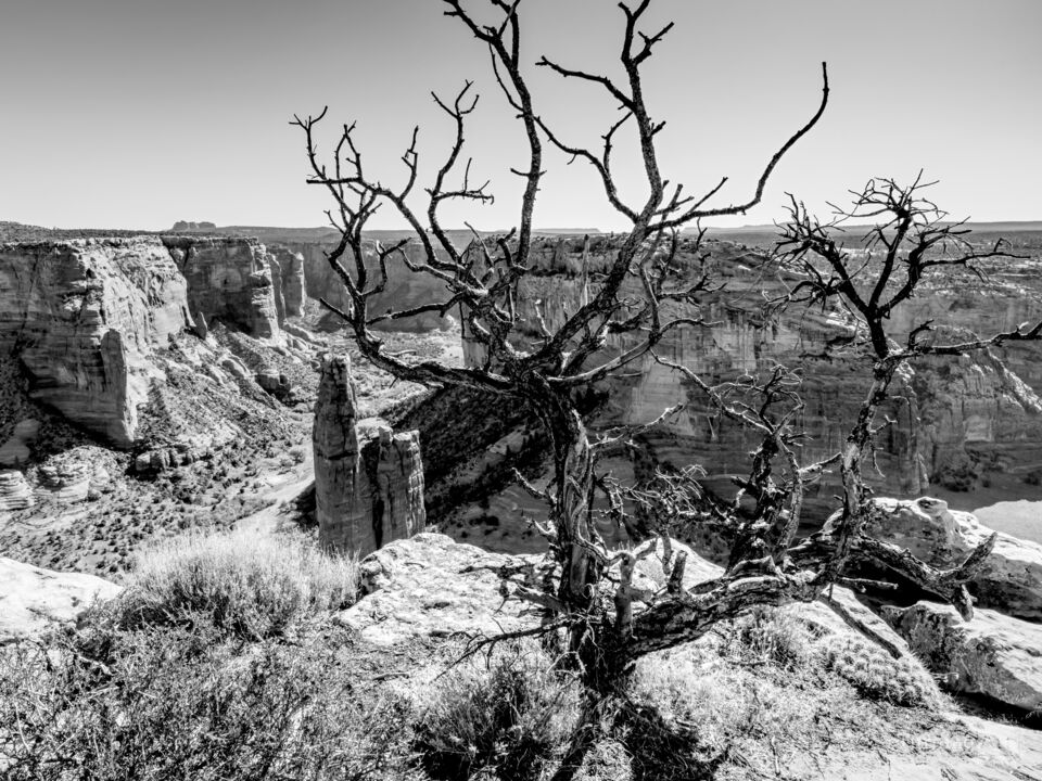 Juniper On Canyon de Chelly Edge Grayscale