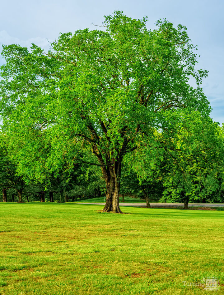 Enduring Elm Tree