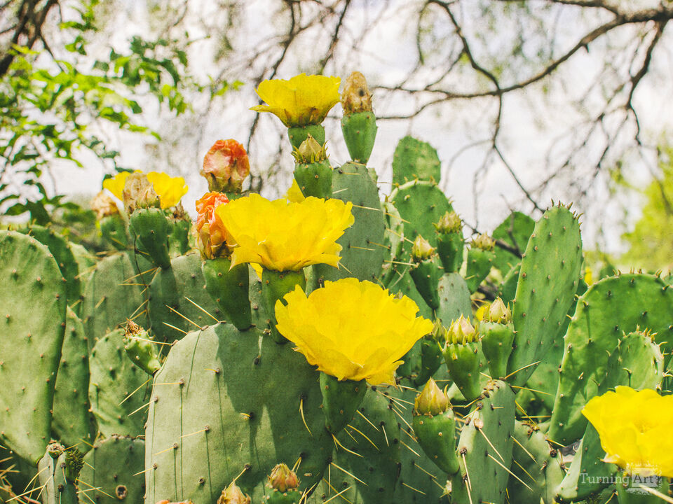 Prickly Pear