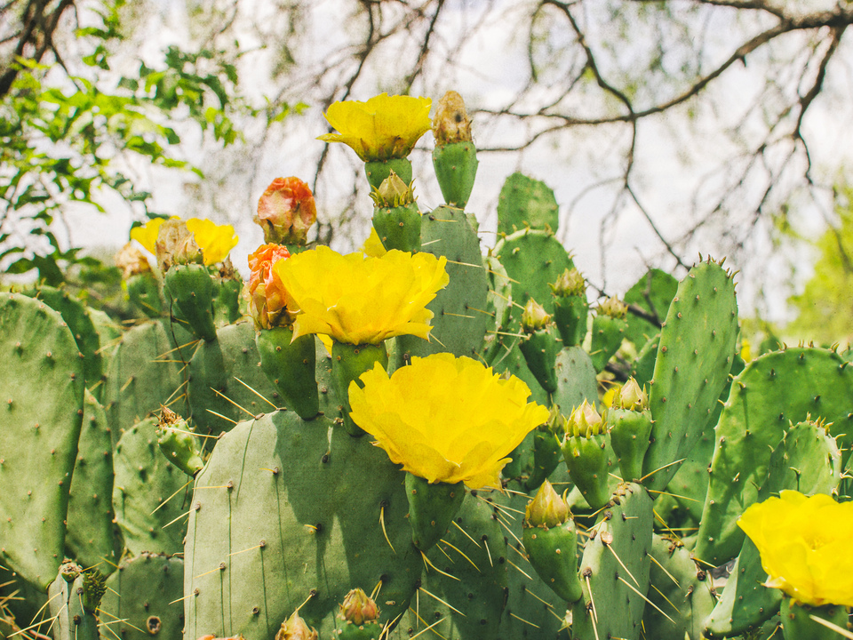 Prickly Pear