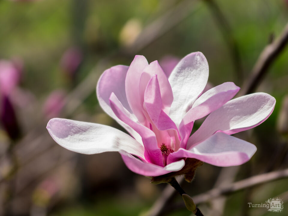 Leonard Messel Magnolia Pink