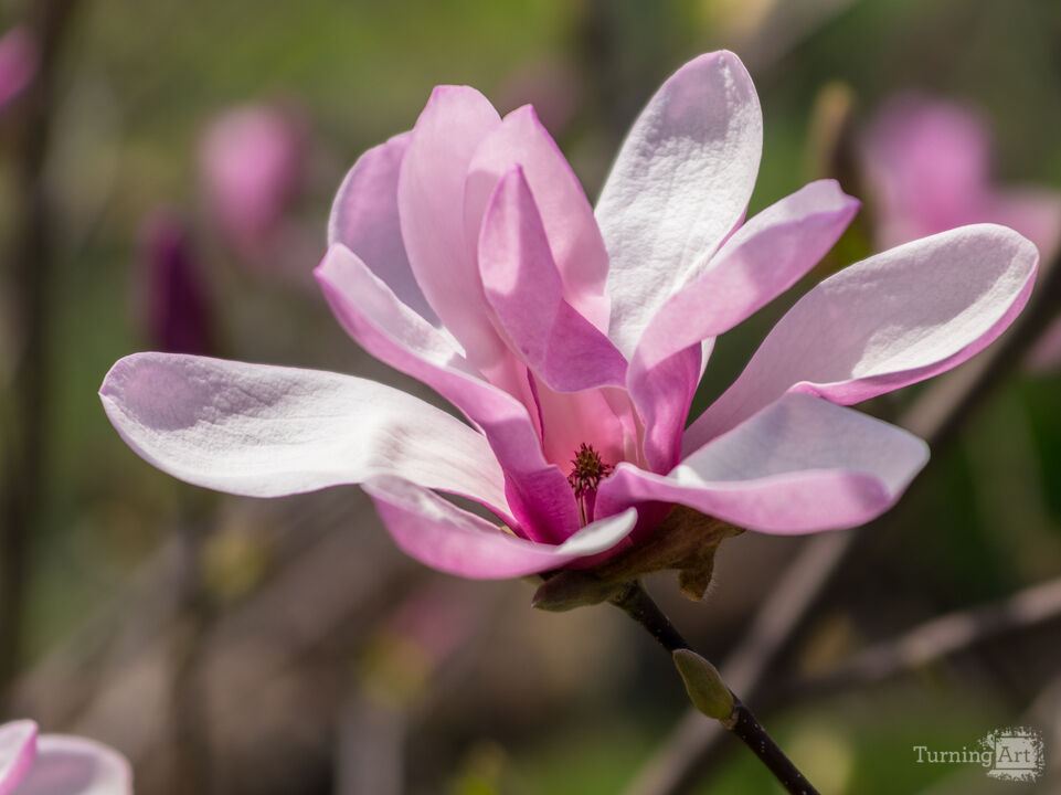 Pink Leonard Messel Magnolia