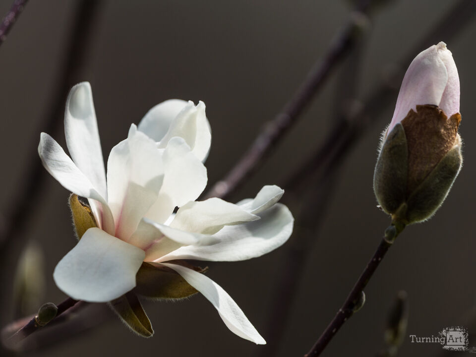A Magnolia Pair