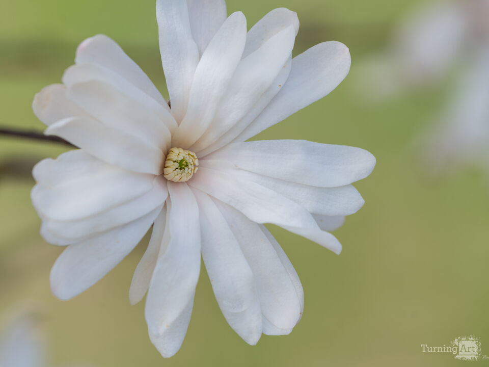 A Magnolia Star