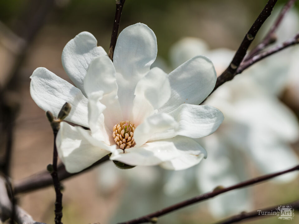 Dr Merrill Loebner Magnolia Flower
