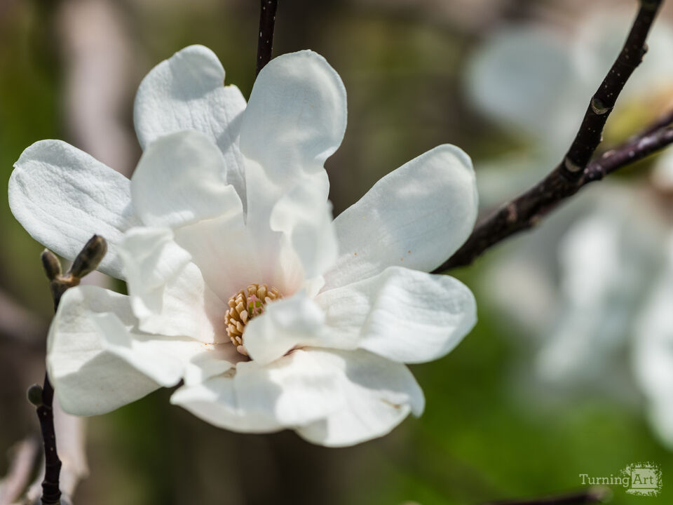 Dr Merrill Loebner Magnolia Bloom