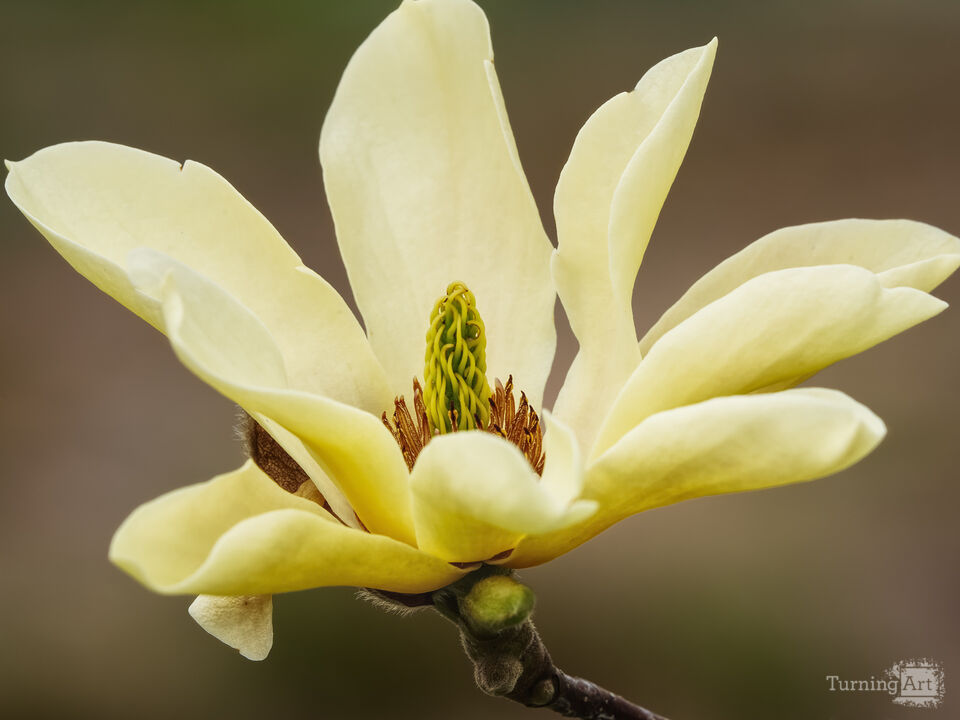 Yellow Magnolia Bloom