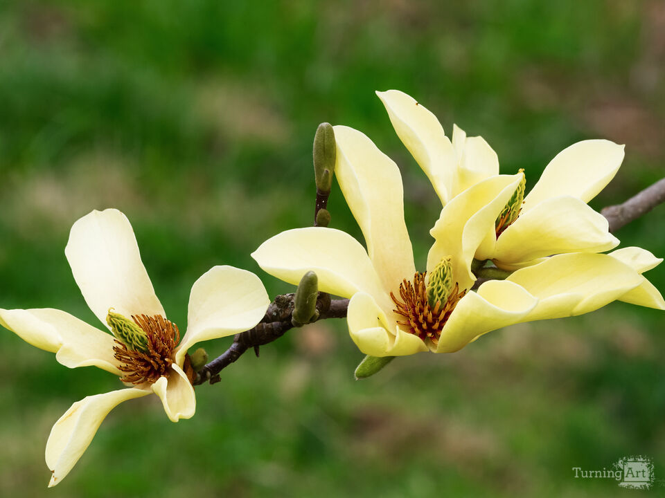 ellow Magnolia Flowers