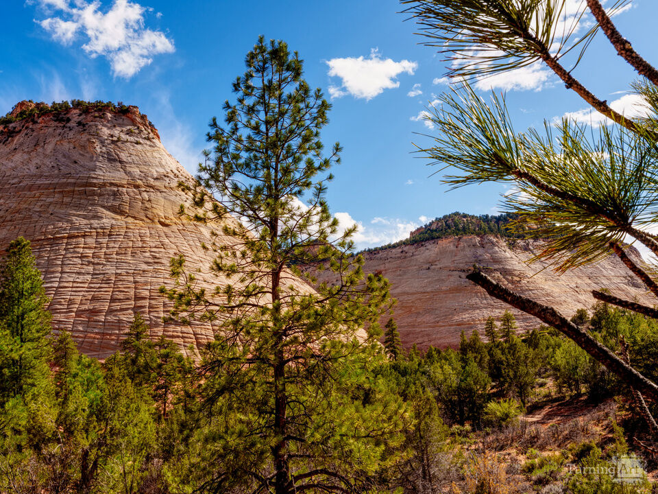 Zion Checkerboard And Crazy Quilt Mesas