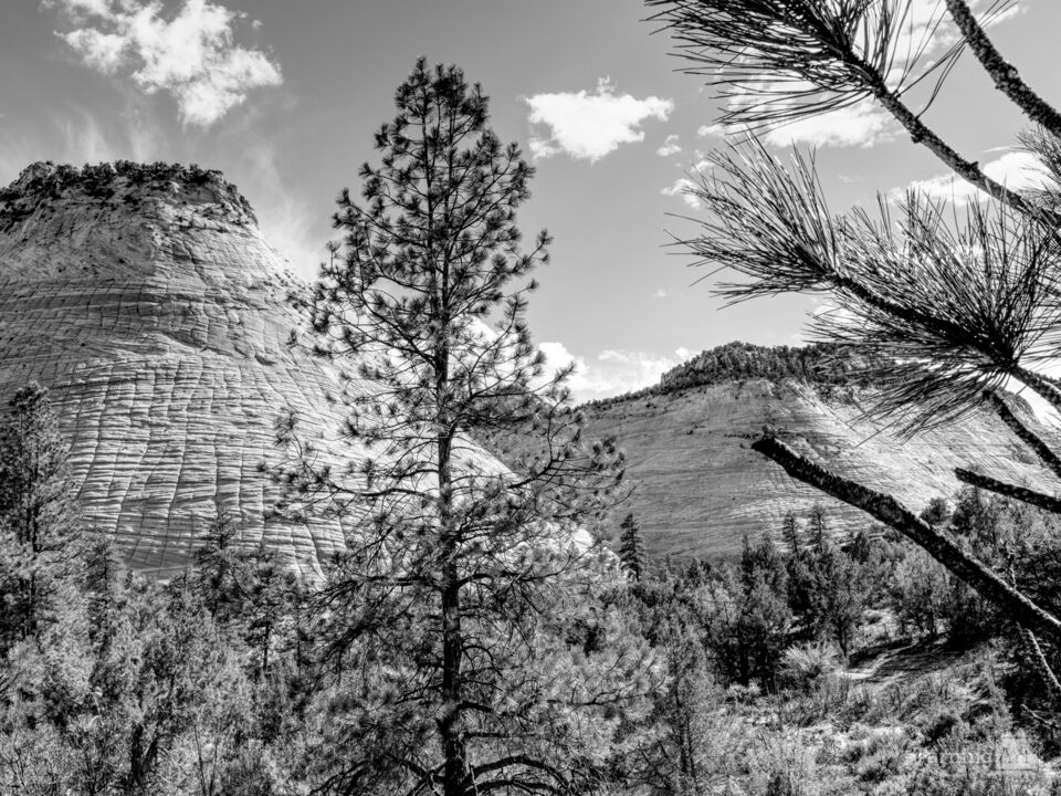 Zion Checkerboard And Crazy Quilt Mesas Grayscale