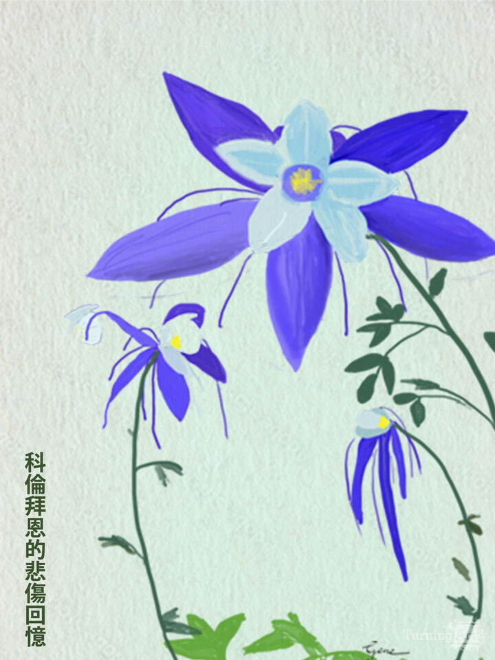 Blue Columbine Hanzi