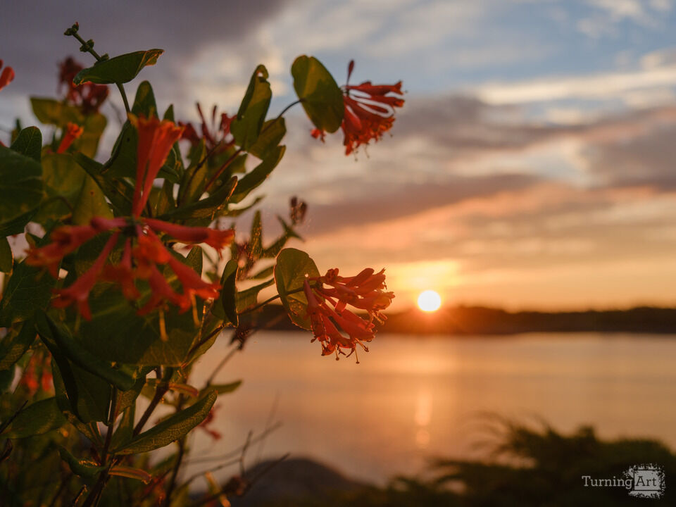 Nova Scotia Sunset and Flowers