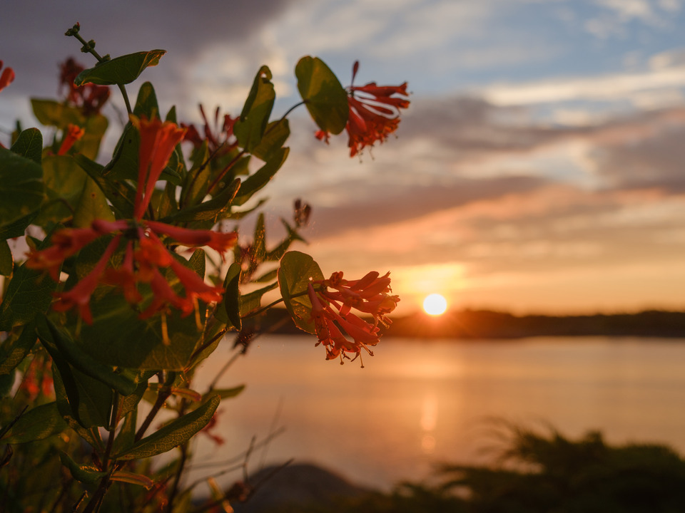 Nova Scotia Sunset and Flowers