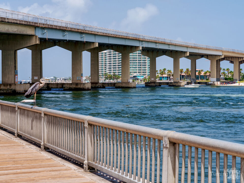 Blue Heron At Perdido Pass