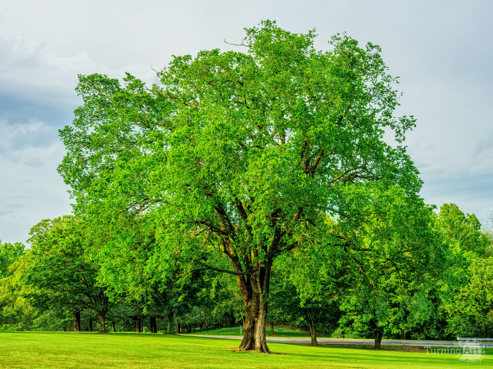 Majestic Elm In Springtime Stillness