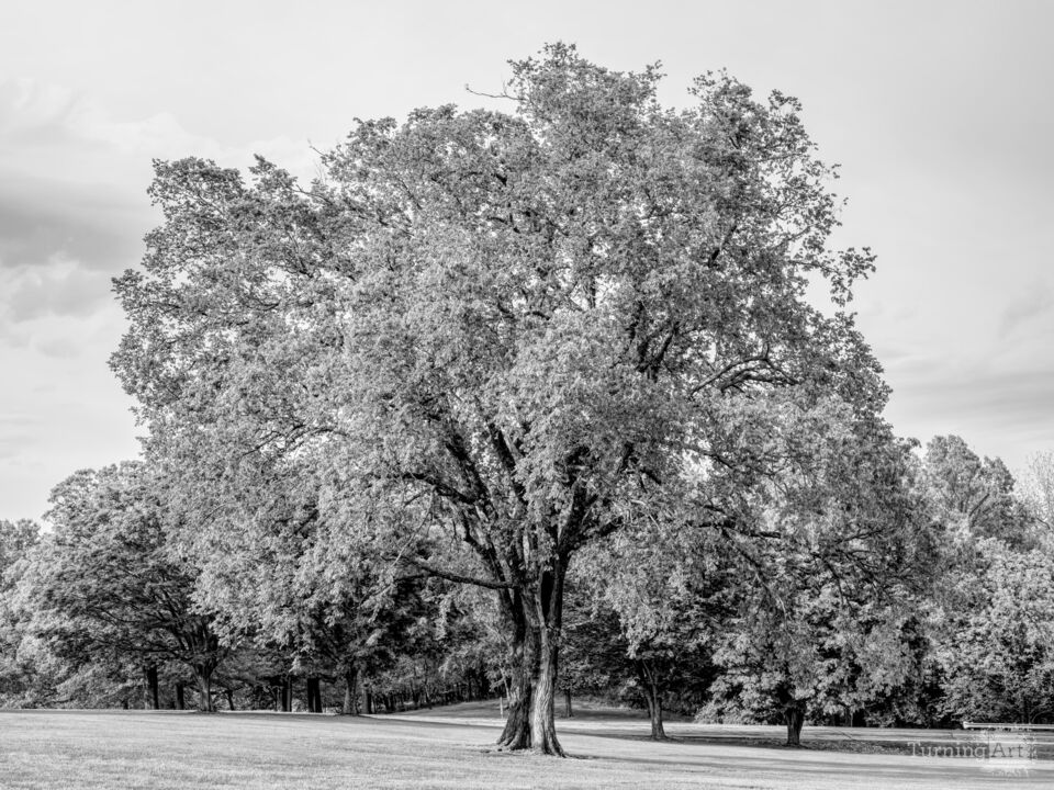 Majestic Elm In Springtime Stillness Grayscale
