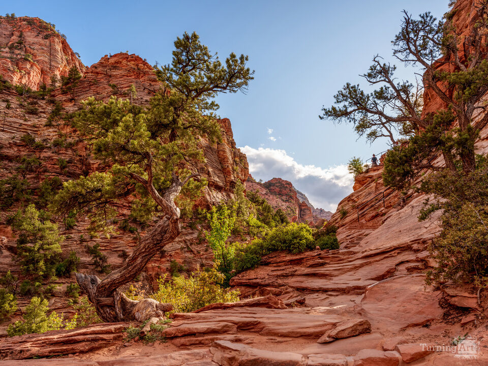 Juniper Zion Canyon Overlook Trail
