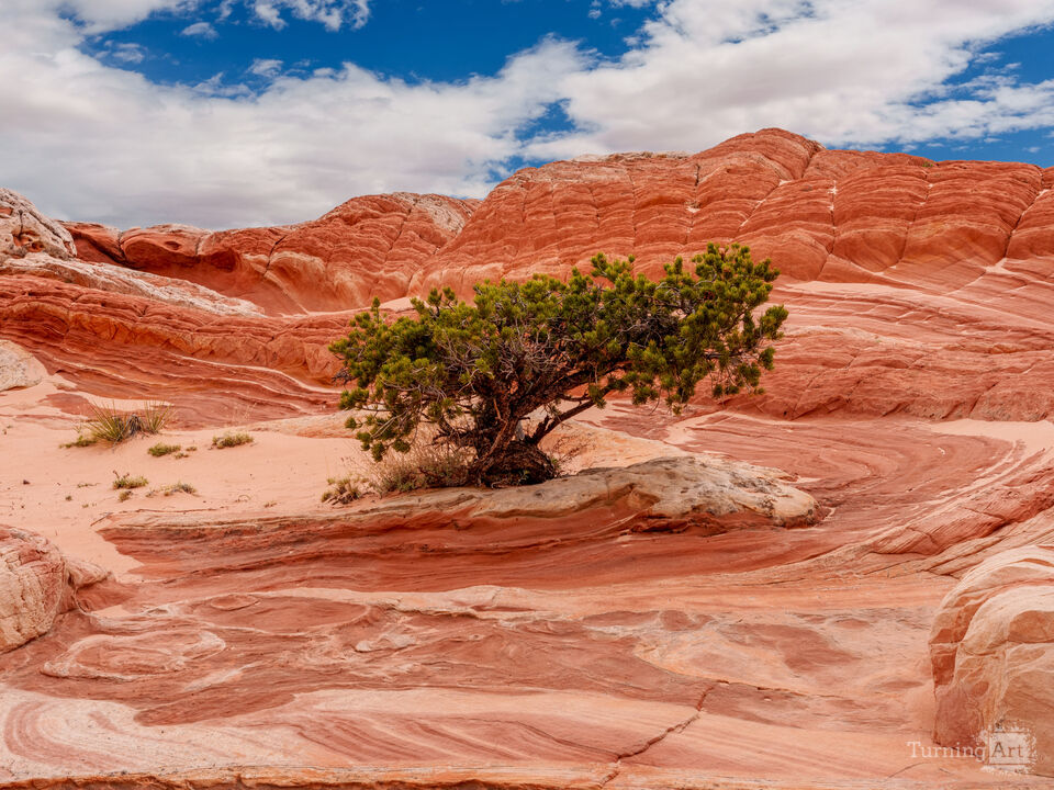 Juniper In White Pocket Arizona