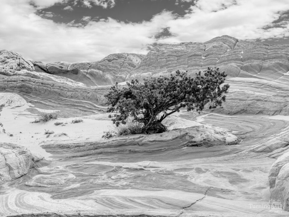 Juniper In White Pocket Arizona Grayscale