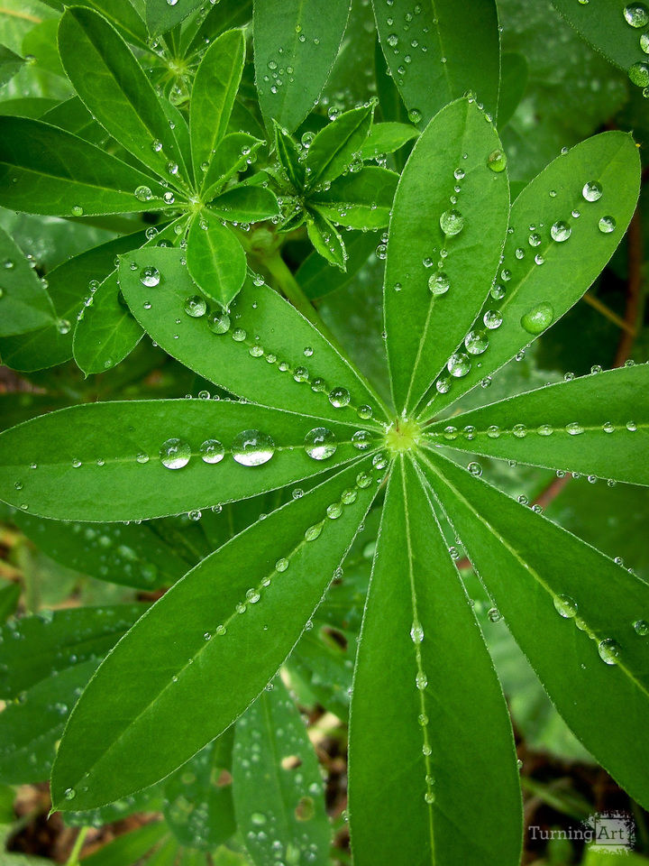 Summer Rain on Lupine Leaf