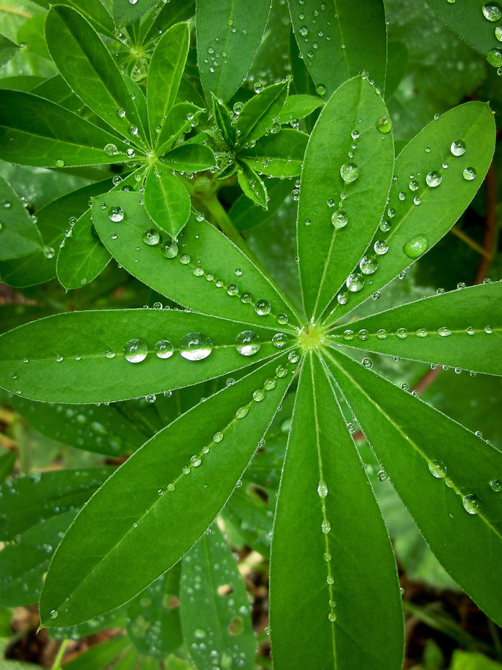 Summer Rain on Lupine Leaf