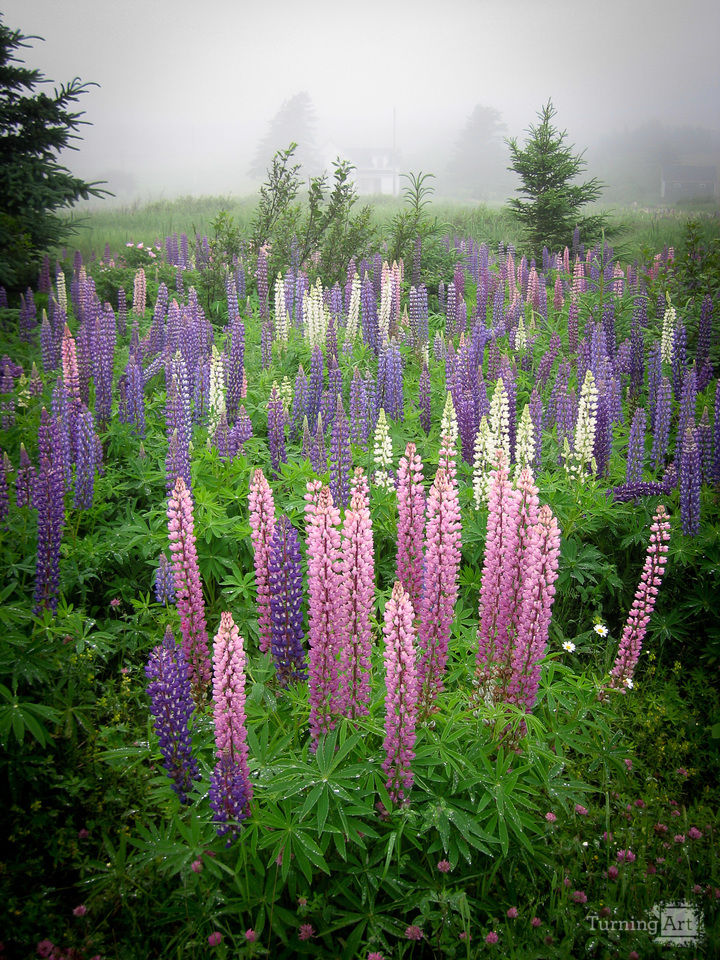 Lupine Field on a Foggy Morning