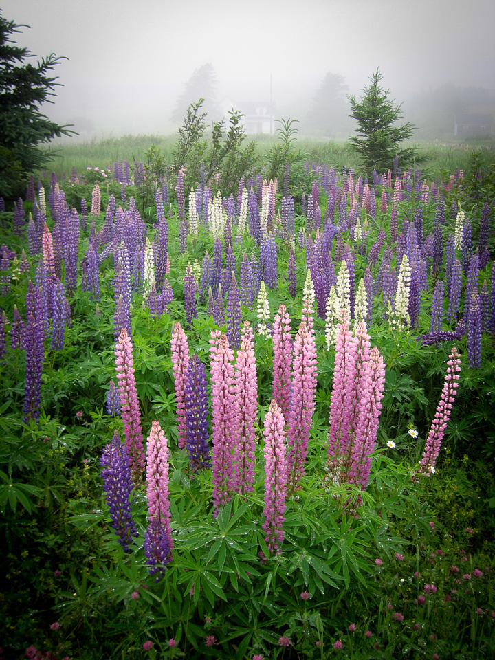 Lupine Field on a Foggy Morning