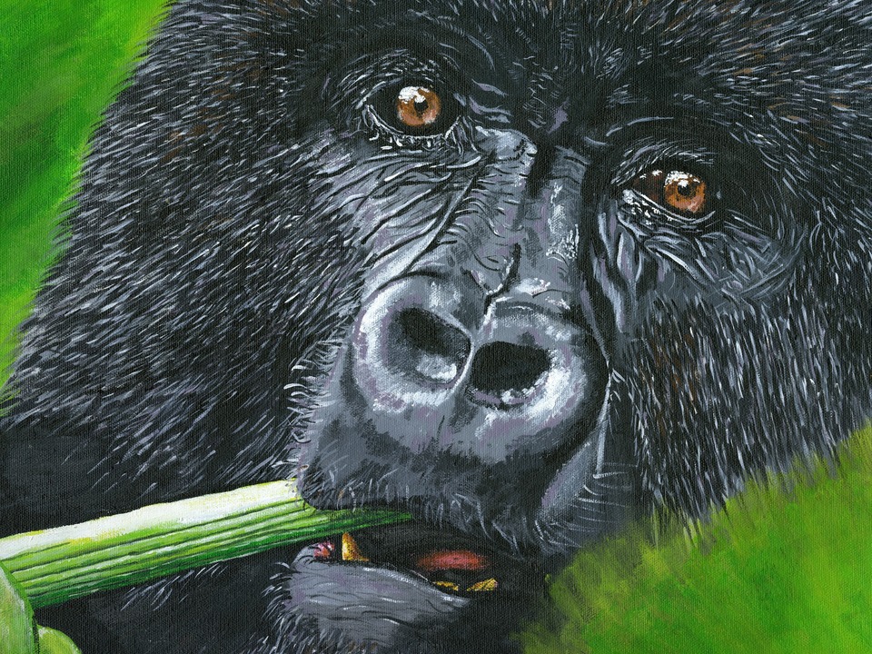 Gorilla