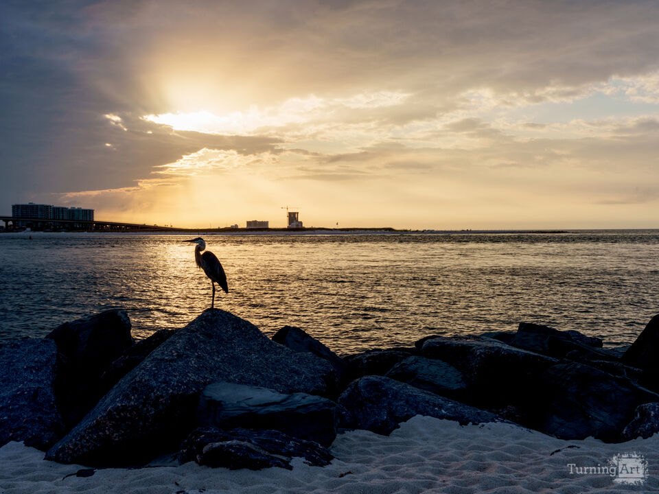 Blue Heron Silhouette Orange Beach