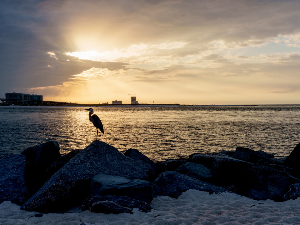 Blue Heron Silhouette Orange Beach