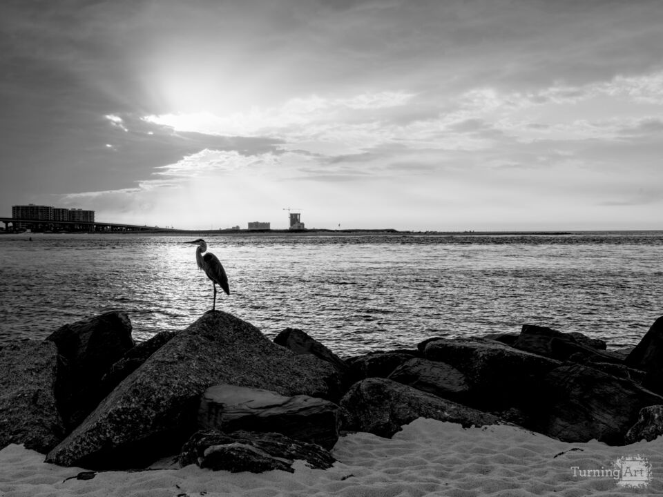 Blue Heron Silhouette Orange Beach Grayscale