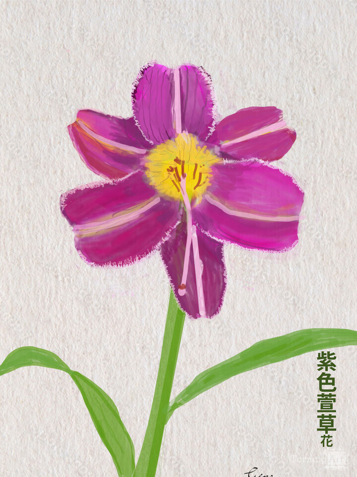Purple Daylily Hanzi